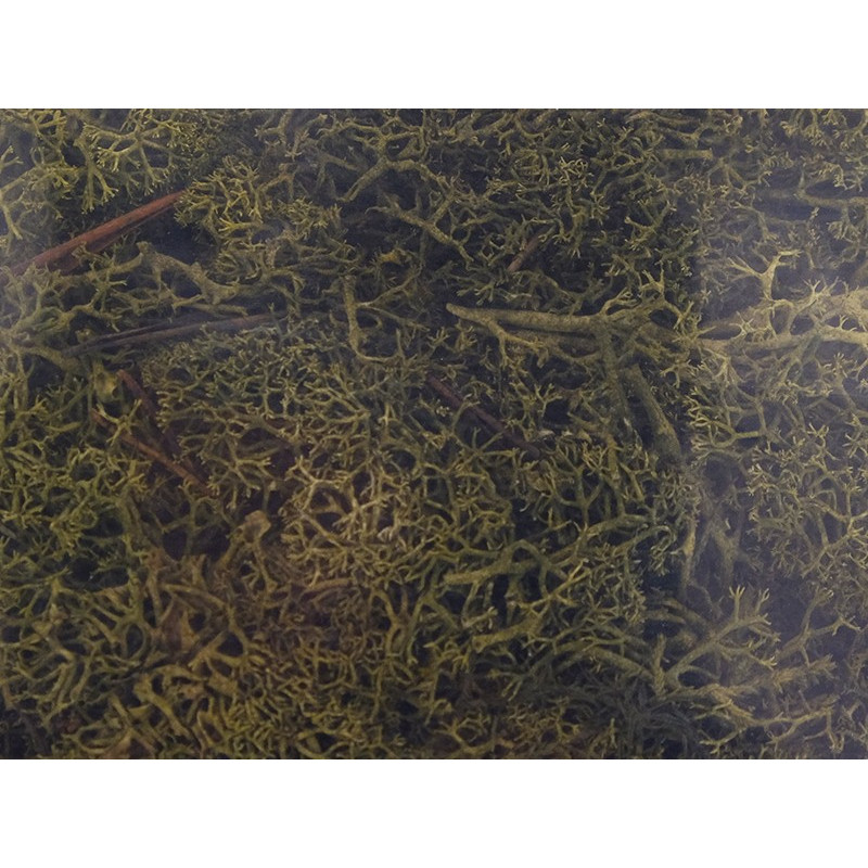 Mousse lichen islandais vert moyen 250 grammes - HEKI 3234
