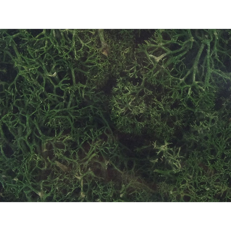 Mousse lichen islandais vert foncé 250 grammes - HEKI 3231
