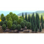 Busch 6491 - Forêt 50 arbres feuillus et conifères 5 à 8 cm échelle HO