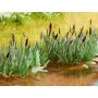 16x roseaux - HO 1/87 - NOCH 14102
