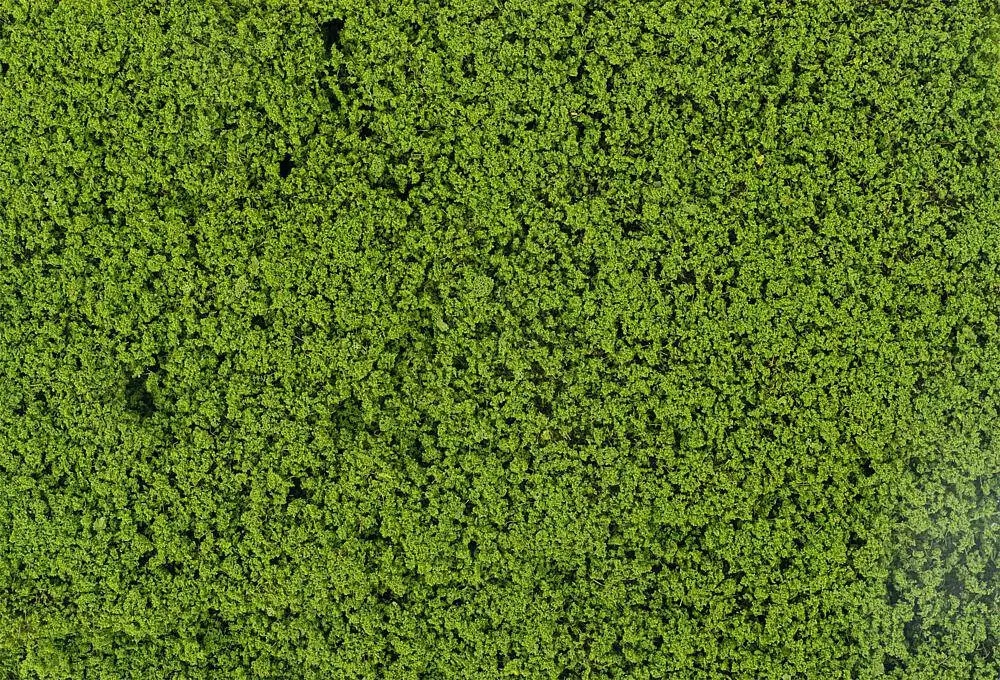 Feuillage vert mai - HO 1/87 - FALLER 181625